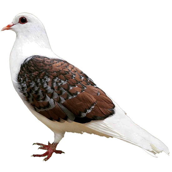 Thuringen Field Pigeon